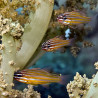 Apogon cyanosoma : 3 à 6 cm *