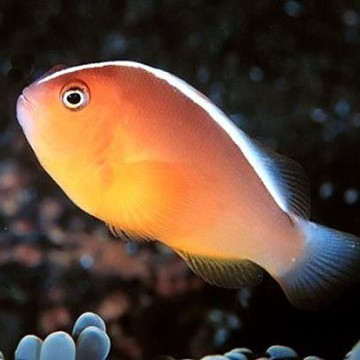 Amphiprion Akallopisos : 3 à 5 cm