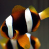 Amphiprion Clarkii : 2 à 3 cm
