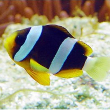Amphiprion Clarkii : 2 à 3 cm