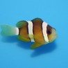 Amphiprion Clarkii : 4-6 cm 19,90 €