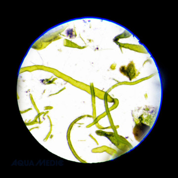 Aqua Medic microscope de poche