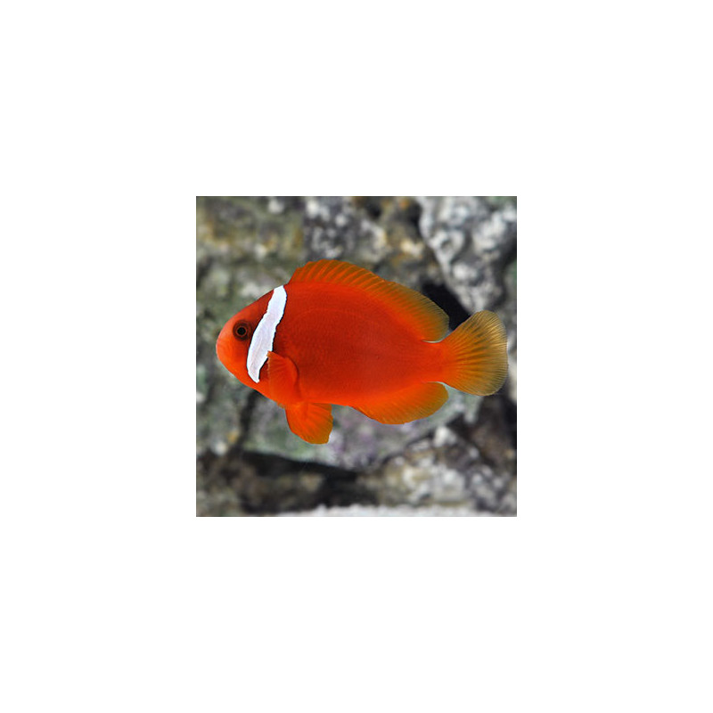 Amphiprion Frenatus : 2 à 3 cm  Elevage