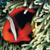 Amphiprion Frenatus : 4-5 cm  Elevage