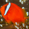 Amphiprion Frenatus : 4-5 cm  Elevage