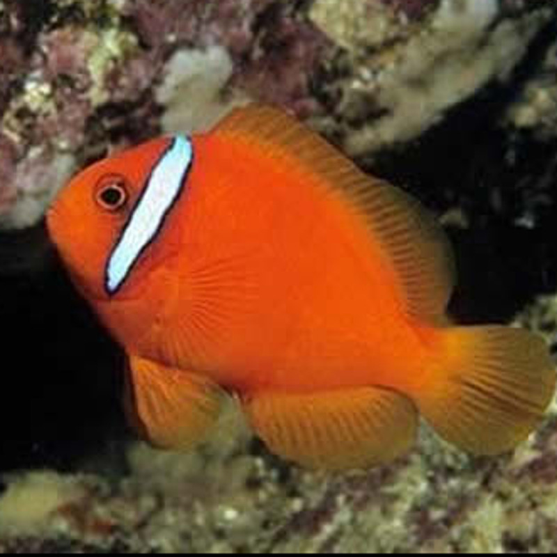 Amphiprion Frenatus : 4-5 cm  Elevage