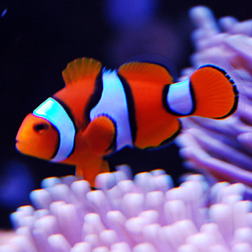 Amphiprion Percula :  2-3.5 cm  élevage