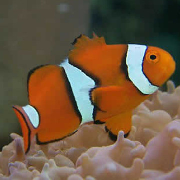 Amphiprion Percula :  2-3.5 cm  élevage