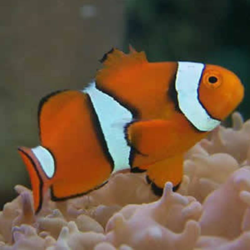 Amphiprion Percula :  2-3.5 cm  élevage