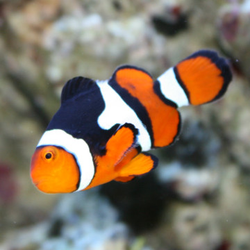 Amphiprion Percula : 3-5 cm  sauvage Papouasie