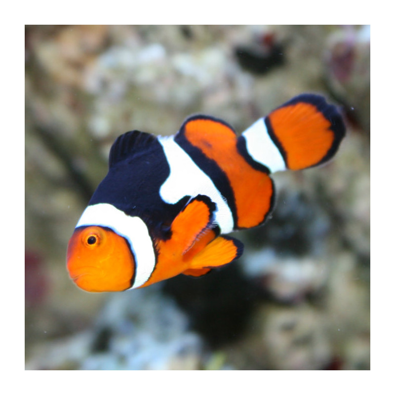 Amphiprion Percula : 3-5 cm  sauvage Papouasie