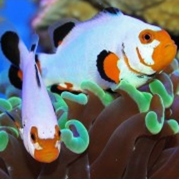 Amphiprion Ocellaris "Platinium" 4-6 cm