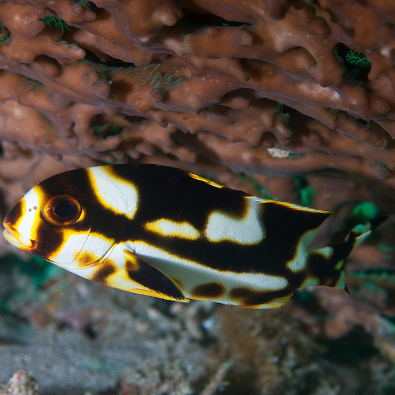 Plectorhinchus orientalis : 10 à 15 cm