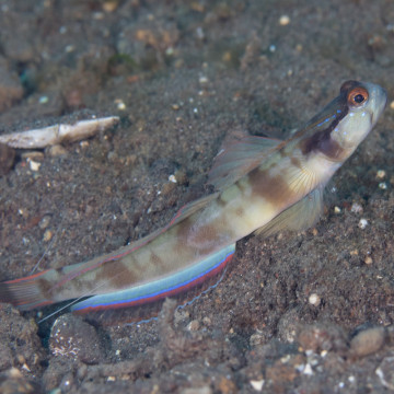 Amblyeleotris gymnocephala 10-12 cm