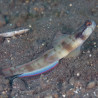 Amblyeleotris gymnocephala 10-12 cm