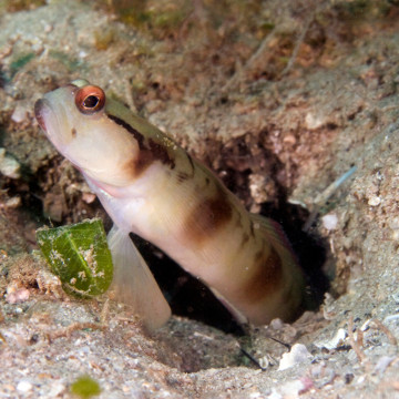 Amblyeleotris gymnocephala 10-12 cm