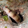 Amblyeleotris gymnocephala 10-12 cm