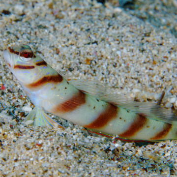 Amblyeleotris diagonalis : 4 à 7 cm