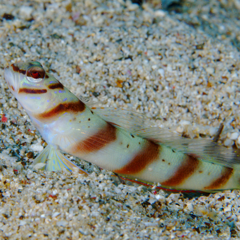 Amblyeleotris diagonalis : 4 à 7 cm Amblyeleotris diagonalis : 4 à 7 cm