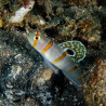 Amblyeleotris randalli :  2.5 - 4 cm