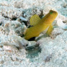 CRYPTOCENTROUW GELUK-BRUINE CINCTUS: 3-4 cm  