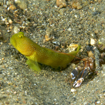 CRYPTOCENTROUW GELUK-BRUINE CINCTUS: 3-4 cm  