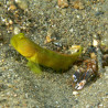 CRYPTOCENTROUW GELUK-BRUINE CINCTUS: 3-4 cm  