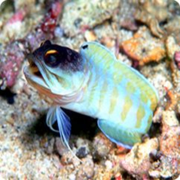 Opistognathus Randalli : 7-10 cm