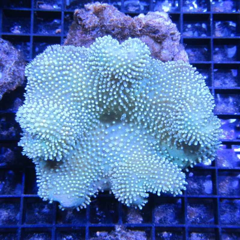 Sarcophyton sp. Groen 10 cm