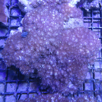 Sinularia brassica 5-8 cm