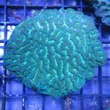 Platgygyra Green 5-8 cm 