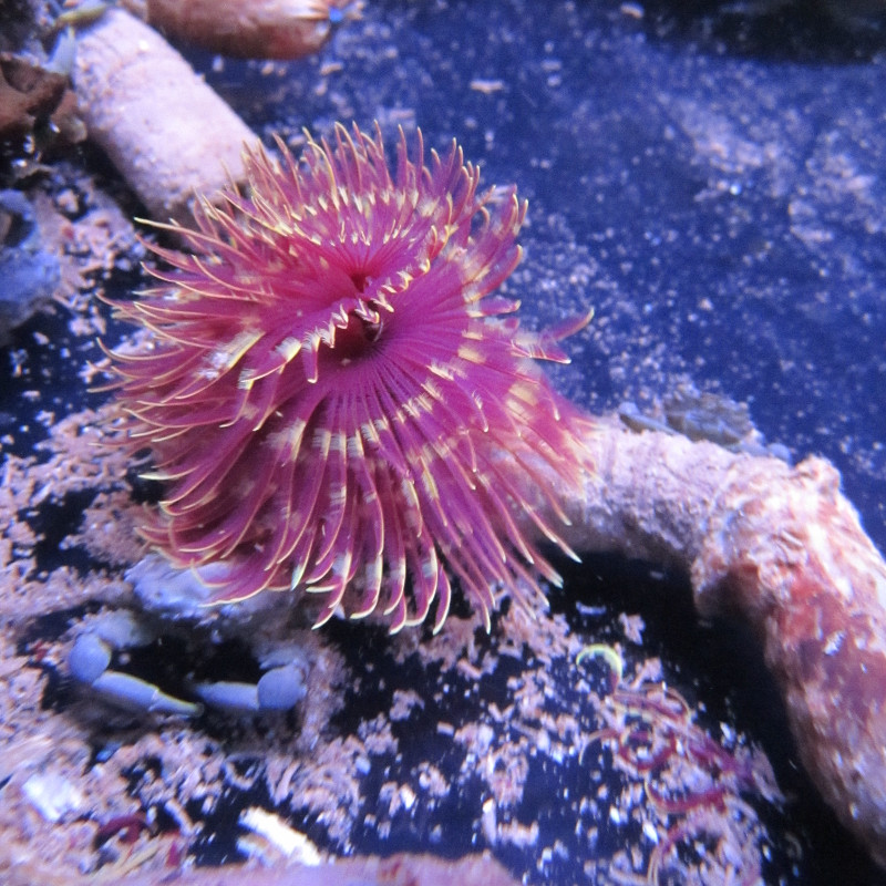 Mauve en Geel Bicolor Sabel 