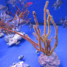 Menella SP - Gorgon rood met gele poliepen