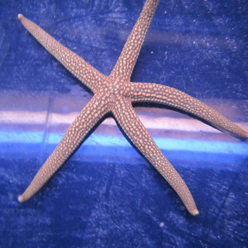 Nardoa tuberculata (mangeuse d'étoiles asterinas) 8-10 cm