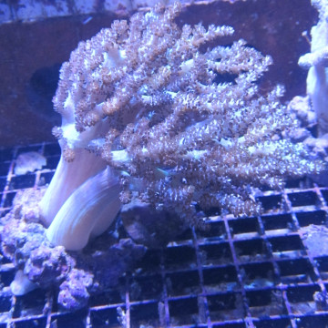 Capnella sp.-commun corail choux fleur 8-12cm