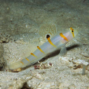 Amblyeleotris randalli : 4 à 7 cm