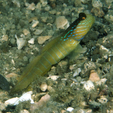 Cryptocentrus cyanotaenia 5-10 cm