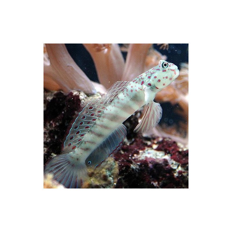 Cryptocentrus Leptocephalus 7-10 cm