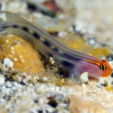 Elacatinus puncticulatus 1.5-4 cm (gobbie déparasitaire d'élevage)