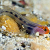 Elacatinus puncticulatus 1.5-4 cm