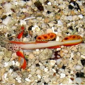 Dischordipinna griessingeri 1-2 cm