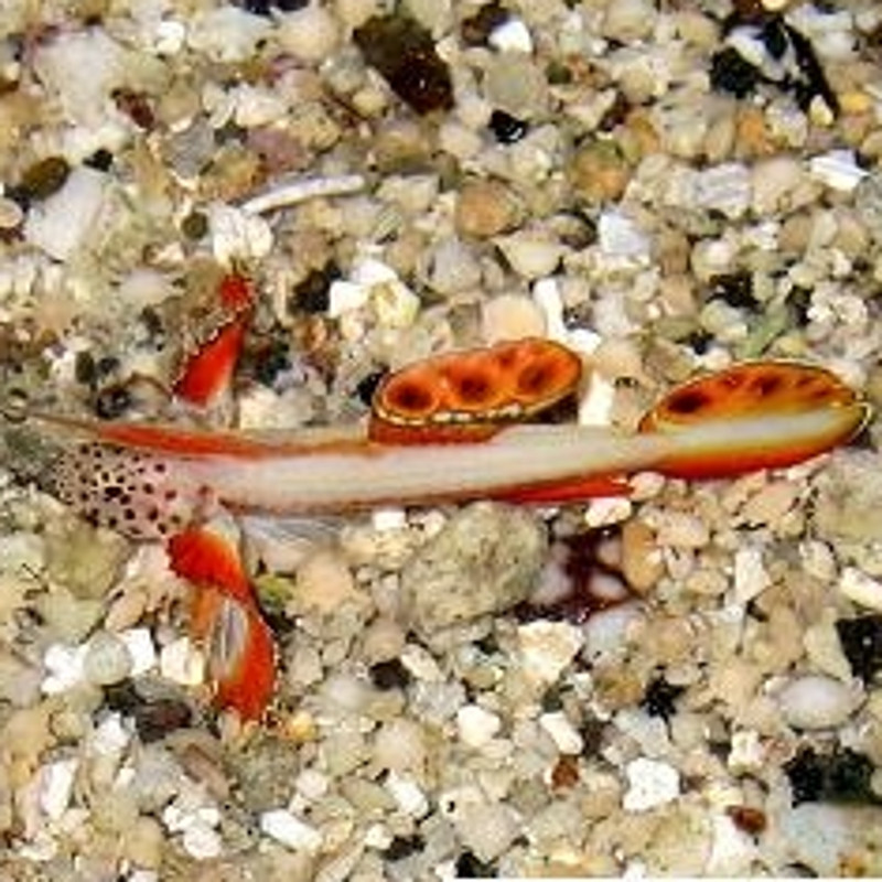 Discordipinna griessingeri 1-2 cm Discordipinna griessingeri 1-2 cm