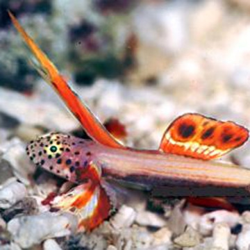 Discordipinna griessingeri 1-2 cm
