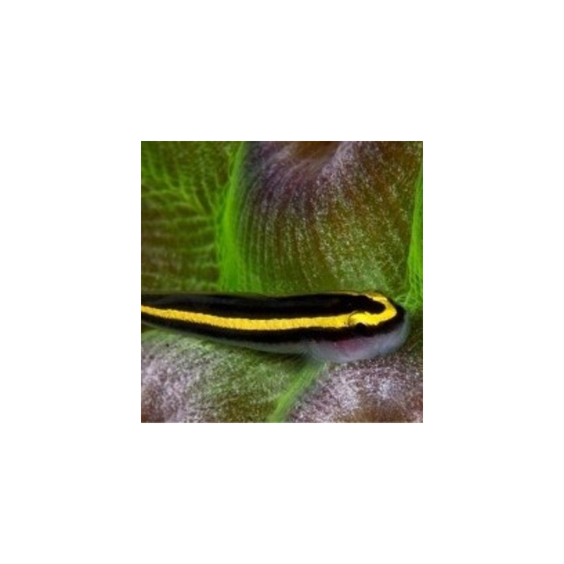 Elacatinus figaro : 1.5 à 3 cm (Gobie déparasitaire d'élévage)