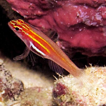 Eviota atriventris 1 cm