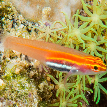 Eviota atriventris 1 cm