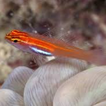 Eviota atriventris 1 cm