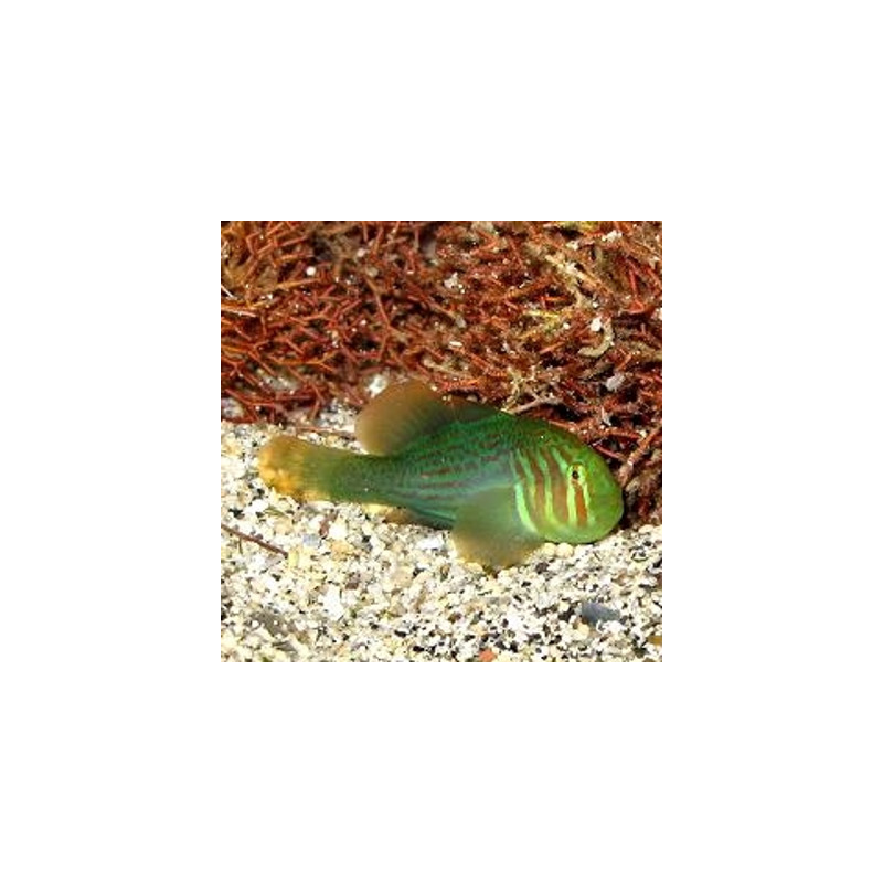 Gobiodon histrio / rivulatus : 2 à 3 cm