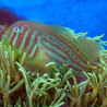 Gobiodon histrio / rivulatus : 2 à 3 cm