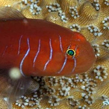 Gobiodon quinquestrigatus 1.5-3 cm